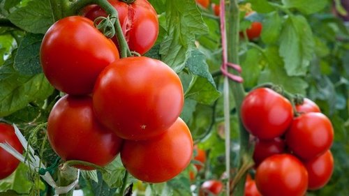Почему бывает полезно потеснить томаты и посадить к ним соседей снизу