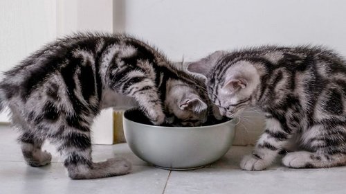 Корм Cat Chow для котят: особенности и преимущества