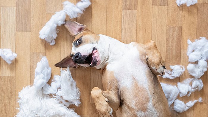Как сохранить чистоту, если в доме живет собака