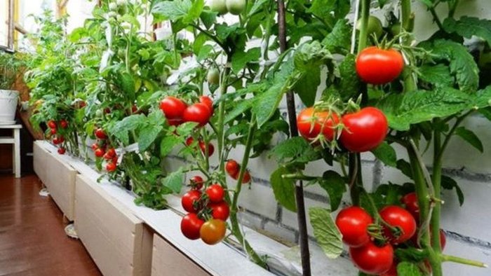 Овощи, которые можно вырастить на балконе