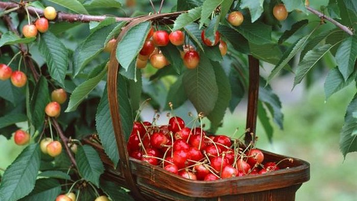 Как защитить урожай смородины, черешни и других ягод от птиц?