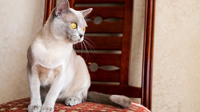 Живите долго, дорогие: 7 пород кошек-долгожителей