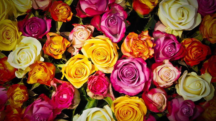 Букеты из роз: секреты составления по оттенкам и количеству соцветий