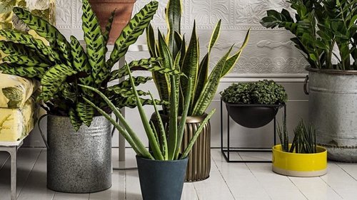Самые полезные комнатные растения, которые очищают воздух в доме