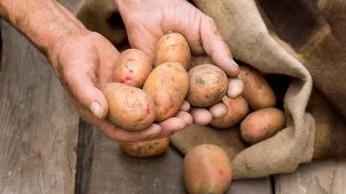 Способы применения картофеля, о которых вы не знали