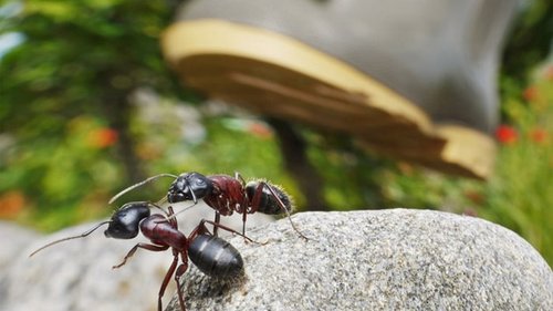 Садовые муравьи: как избавиться от них навсегда