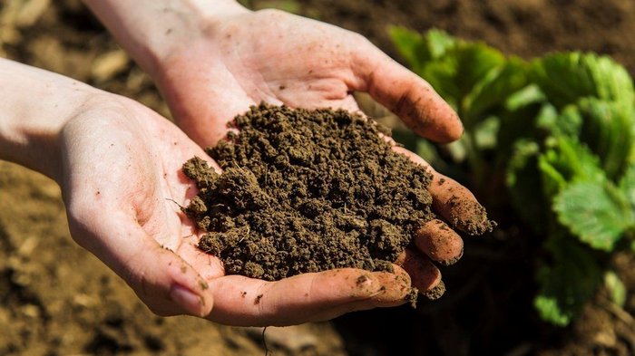 Сам себе агроном: как определить тип почвы на участке и улучшить ее плодородие?