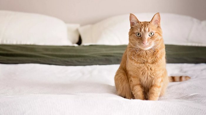 14 доказательств того, что кошки – самые лучшие домашние питомцы