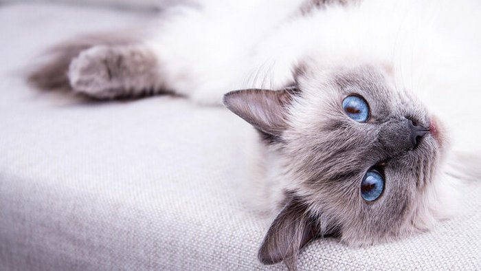 Самые ленивые и спокойные породы кошек: кто не перевернёт дом в ваше отсутствие