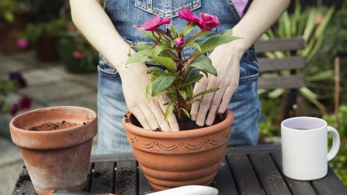 5 причин, почему ваши растения гибнут при пересадке