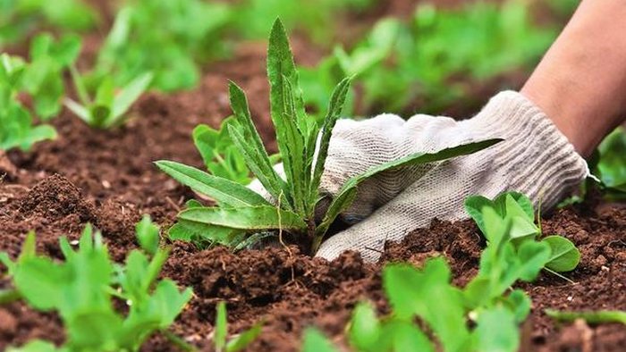 Всё, что нужно знать про сорняки: инструменты, гербициды и техника прополки