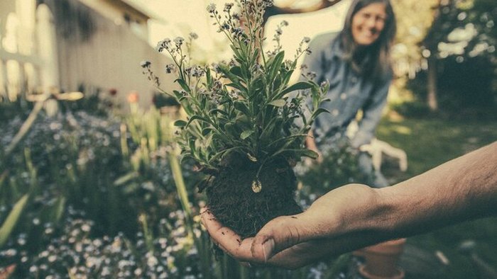 Полезная дача: как сад и огород влияют на наше здоровье