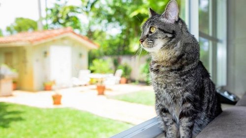 Один дома: сколько времени ваш кот может провести без вас