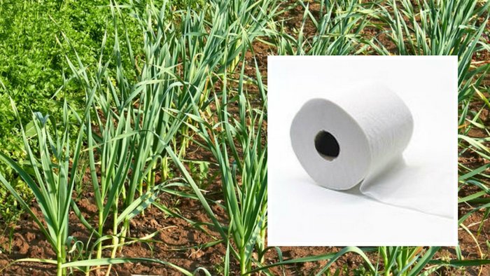 Лайфхак для сада: как упростить посадку растений с помощью... туалетной бумаги