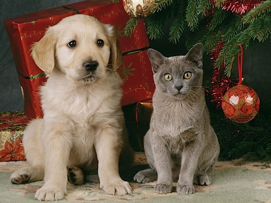 Новогодние опасности для кошек и собак