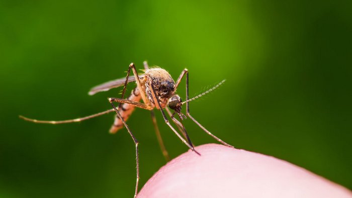 Гид по комарам для дачника: почему прилетают, чего боятся, как лечить укусы