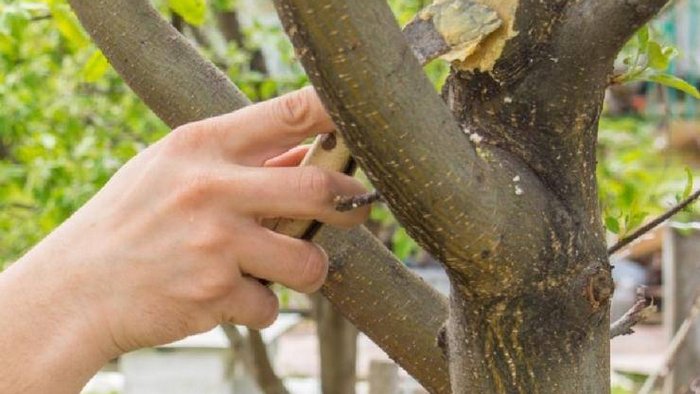 Садовый вар и древесный уголь: как лечить раны на деревьях?