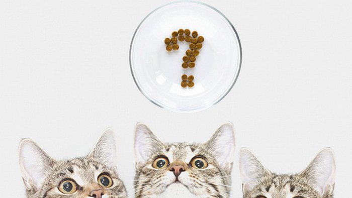 Что делать, если кот отказывается от еды