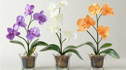 Какой горшок для орхидеи худший?