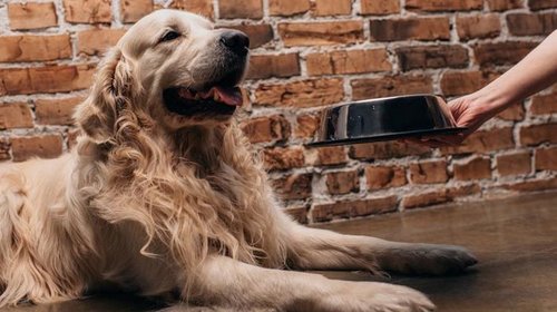 Как правильно кормить собак: способы кормления и их особенности