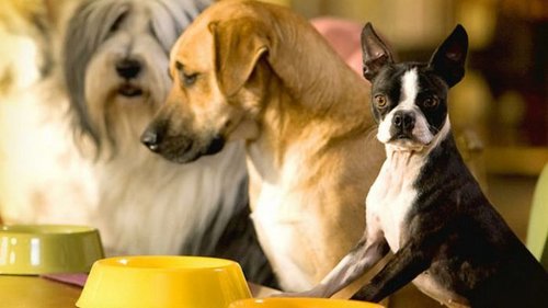 Как правильно кормить собак: способы кормления и их особенности