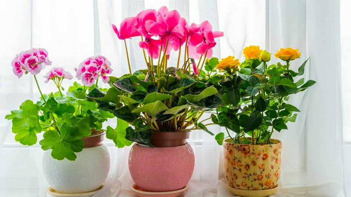Что можно взять на кухне, чтобы подкормить домашние цветы