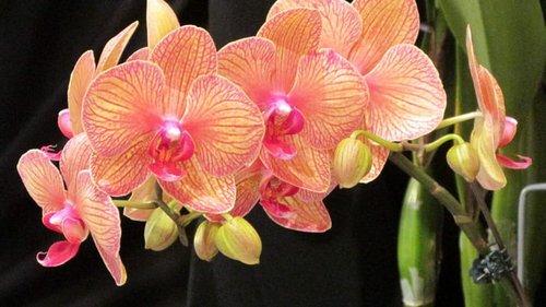 Что делать, если орхидея не хочет цвести: простой способ получить цветоносы
