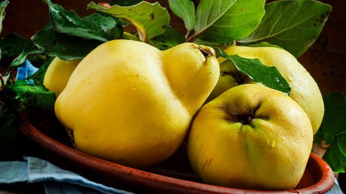 Айва: полезный или вредный фрукт
