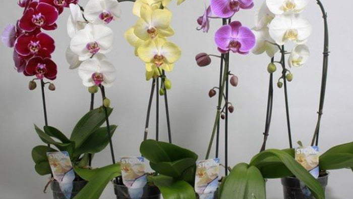 Загадочная и нежная орхидея — уход в домашних условиях