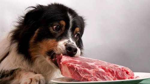 Можно ли домашним животным давать сырое мясо