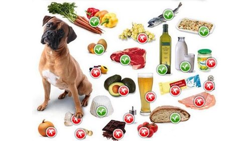 Что необходимо знать о натуральном питании для собак?