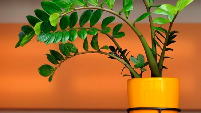 Красавец замиокулькас: 10 причин завести это растение в доме