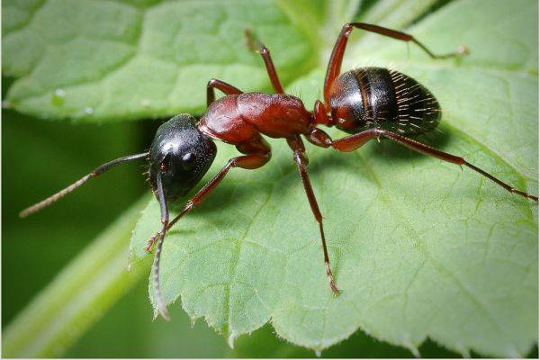 Как быстро избавиться от муравьев доме и во дворе