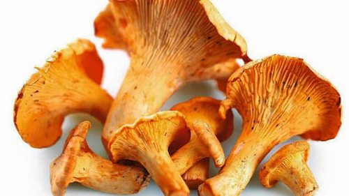 Как использовать и чем полезны сушеные грибы?