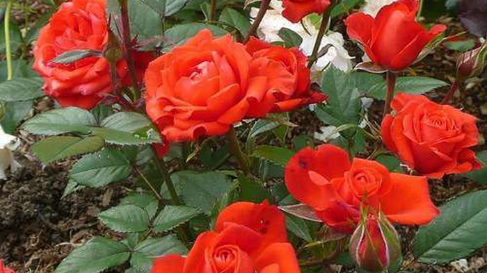 Средство «Тройчатка» для проращивания роз