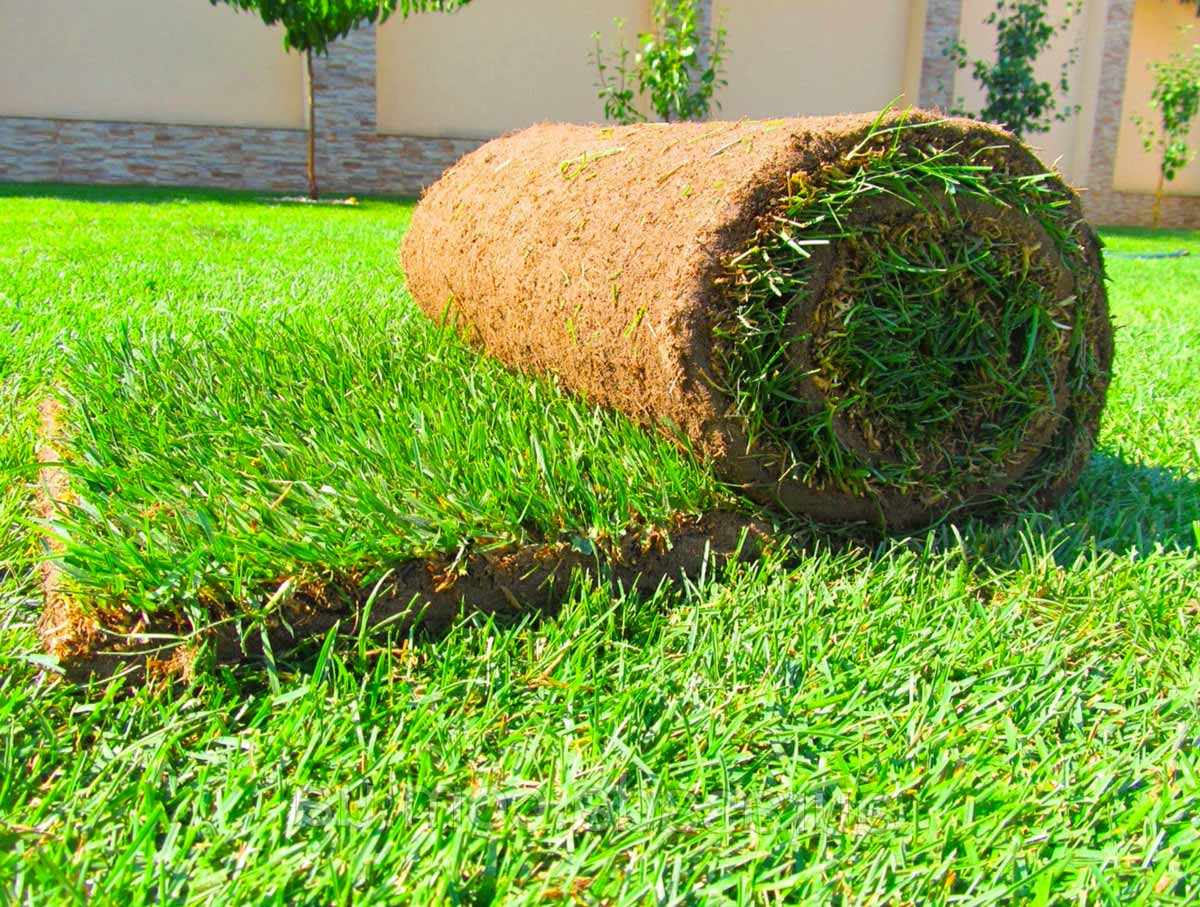 Не газон, а загляденье: 5 правил ухода за газонной травой
