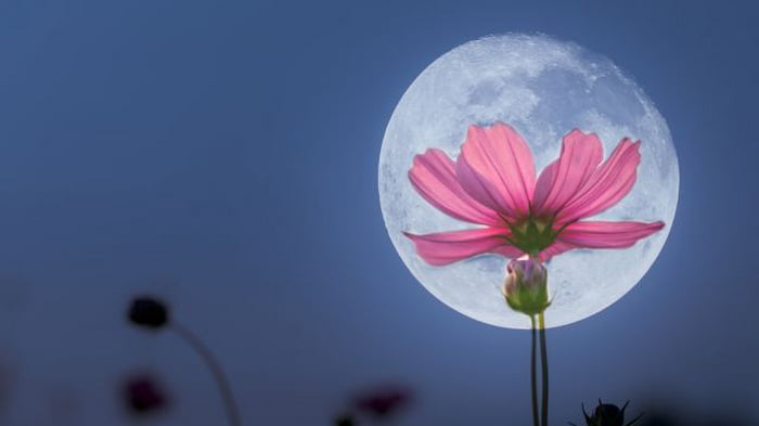 Как Луна влияет на рост и развитие растений