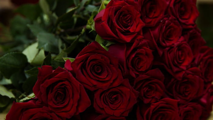 Что означают цвета роз? Какие цвета лучше выбирать для букета любимому человеку, друзьям, знакомым?