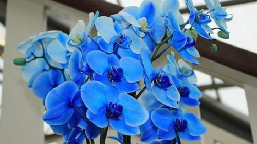 Голубые орхидеи: в чем секрет необычного цвета