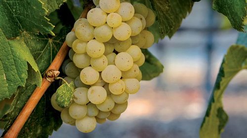 Вино Альбариньо: особенности сорта