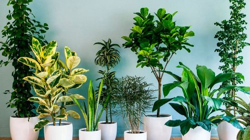 Комнатные растения: аптека на вашем подоконнике