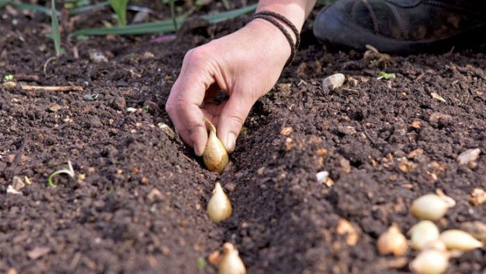 Как правильно садить лук-севок