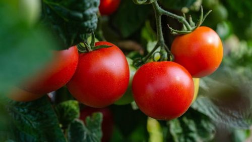 Ошибки, из-за которых помидоры на огороде почернеют и погибнут: как нельзя делать