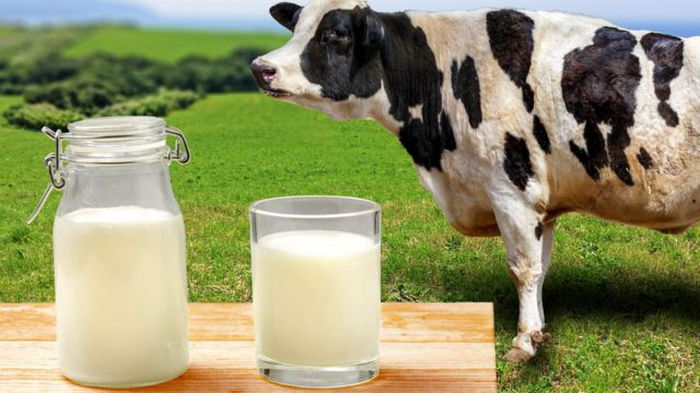 А вы правильно пьете молоко?
