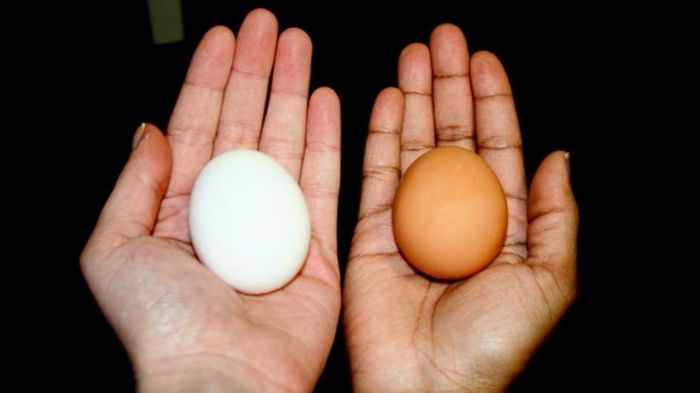Какие яйца полезнее – белые или коричневые, и что лучше выбрать