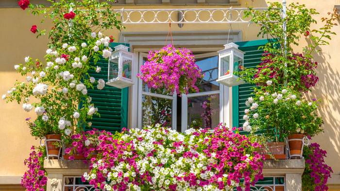 Цветы для балкона: создайте зеленый оазис на балконе