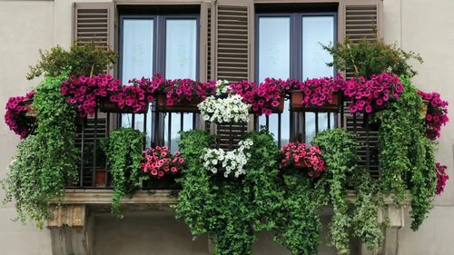 цветы на балконе