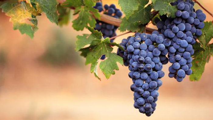 Как хранить виноград — узнайте секреты!
