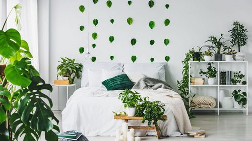 Лучшие растения для спальной комнаты
