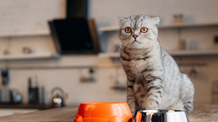 Как правильно кормить кошек: ответ ученых